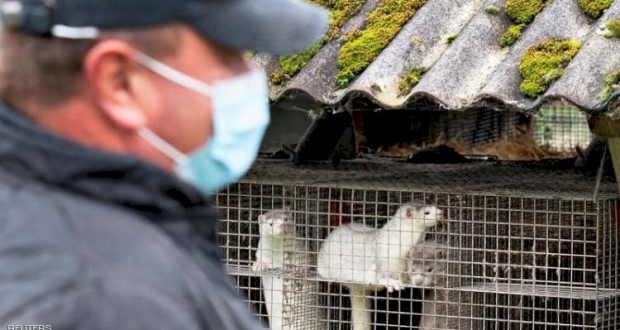 مئات آلاف حيوانات المنك المصابة بكورونا رصدت في الدنمارك