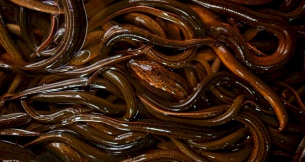 سمك الثعابين يعيش في المستنقعات.