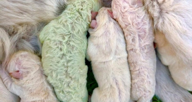 فستق ولد بفراء أخضر