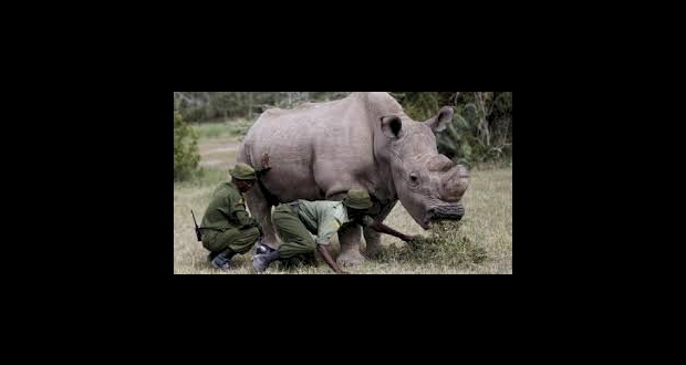 حيوان مهدد بالانقراض في كينيا