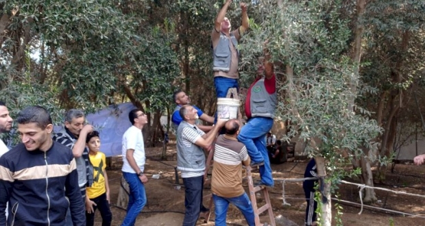 ضمن سلسلة الانشطة التي ينفذها مجلس عمال محافظة الشمال في مثل هذا الوقت من كل عام بموسم الزيتون
